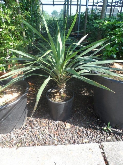  Palmlelie (Yucca Gloriosa)
