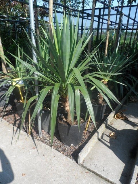  Palmlelie (Yucca Gloriosa)