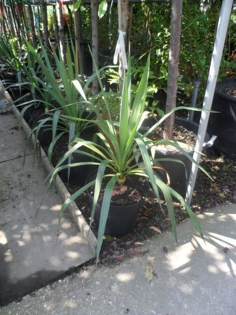  Palmlelie (Yucca Gloriosa)