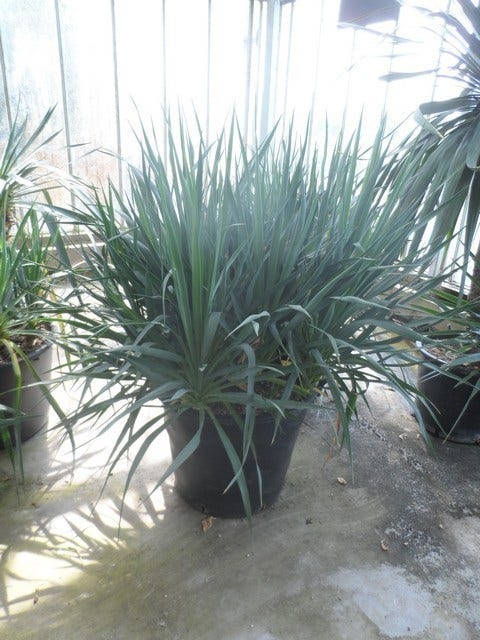  Palmlelie (Yucca Gloriosa)