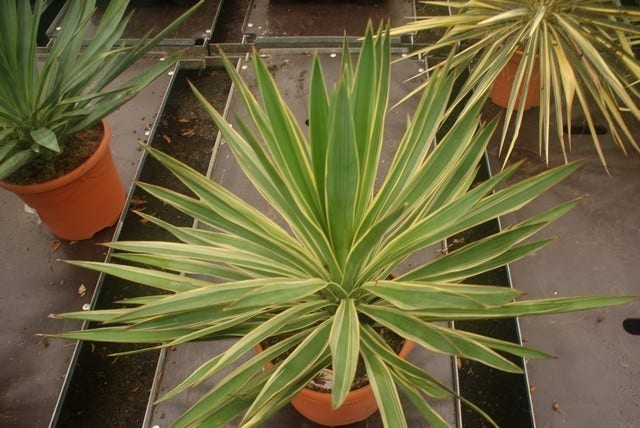  Palmlelie (Yucca Gloriosa 'Variegata')