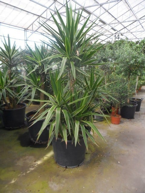  Palmlelie (Yucca Gloriosa 'Variegata')