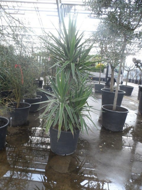  Palmlelie (Yucca Gloriosa 'Variegata')