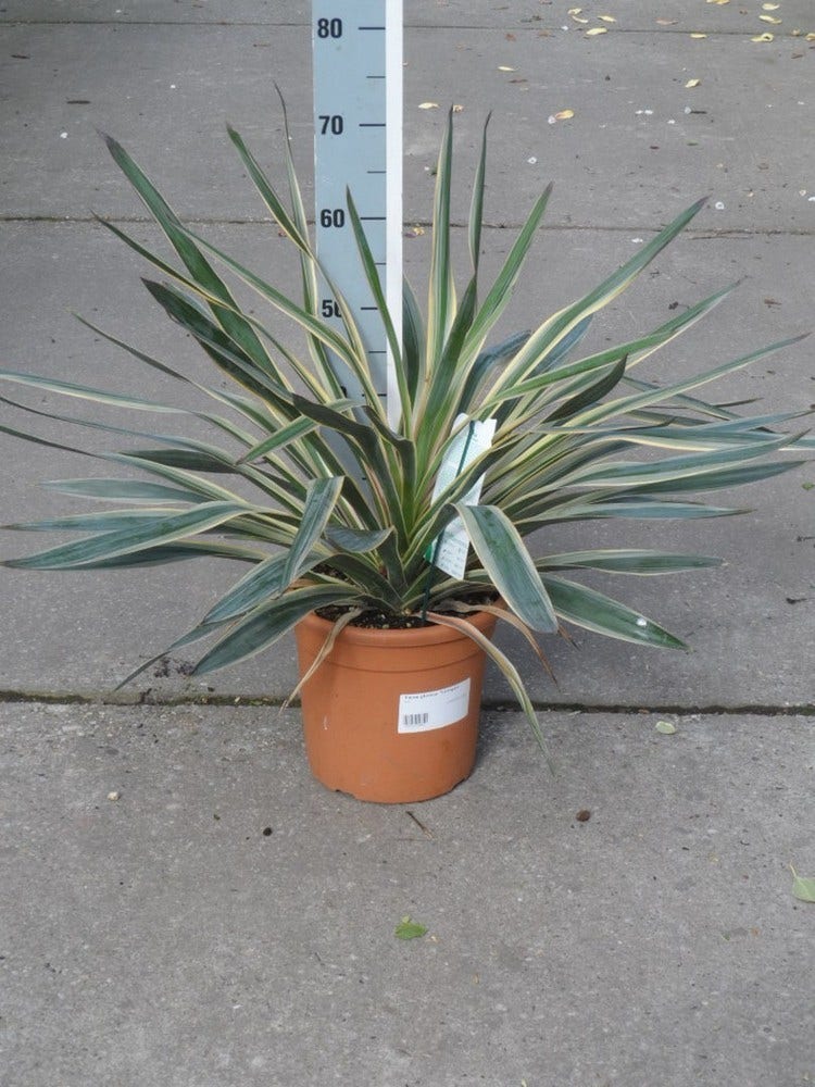  Palmlelie (Yucca Gloriosa 'Variegata')