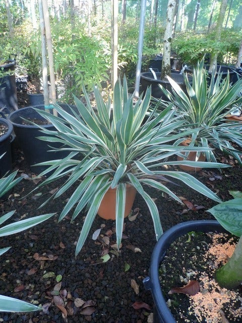  Palmlelie (Yucca Gloriosa 'Variegata')