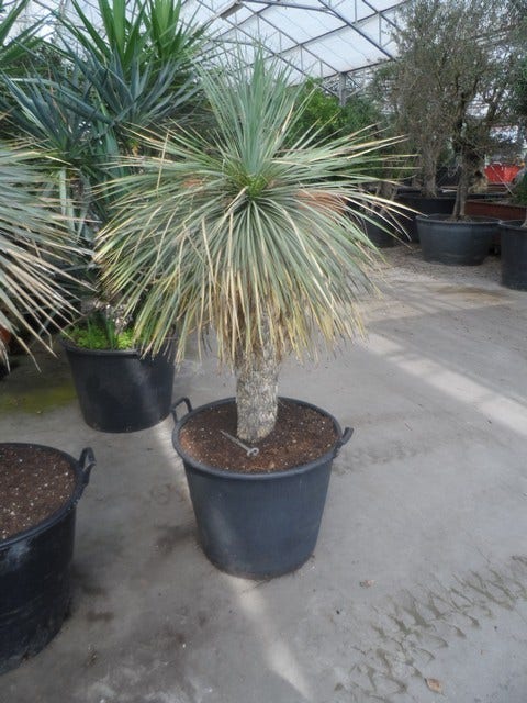  Palmlelie (Yucca Rostrata)