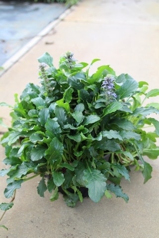 Zenegroen (Ajuga Reptans)