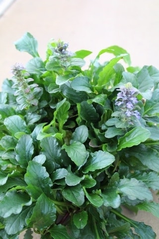  Zenegroen (Ajuga Reptans)