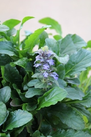  Zenegroen (Ajuga Reptans)